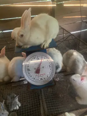 Lapine 3mois 3 Semaines Pour La Reproduction