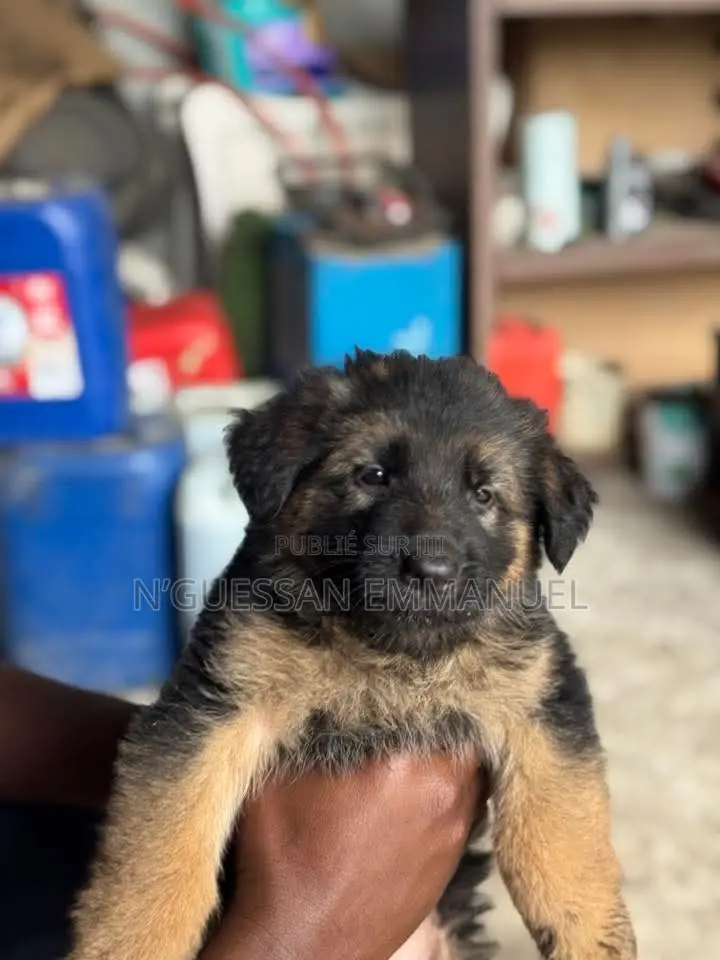 1-3 mois Homme Pure race German Shepherd