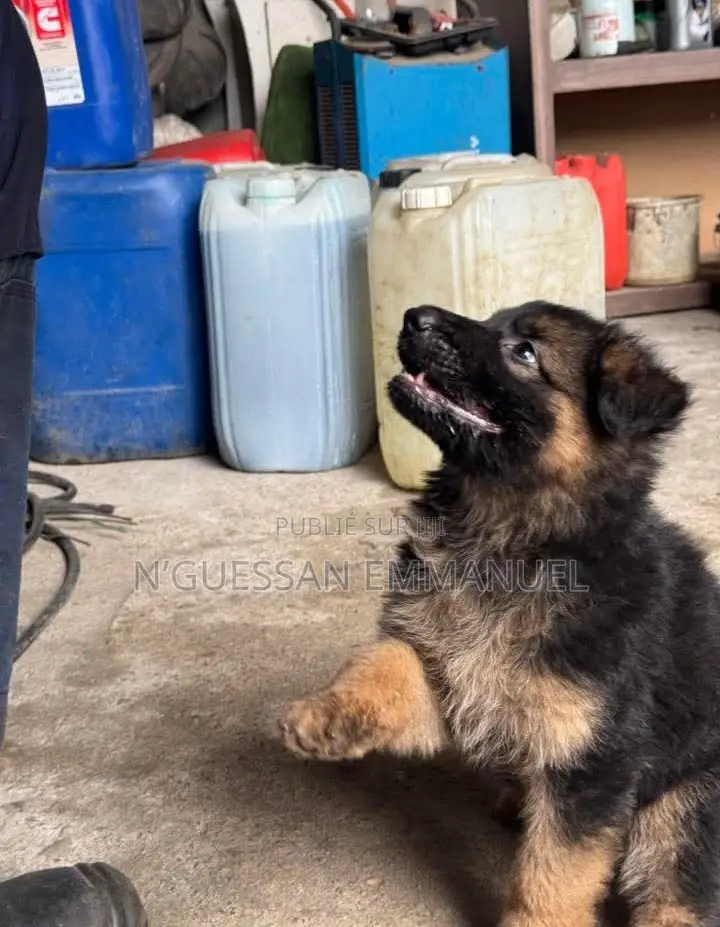 1-3 mois Homme Pure race German Shepherd