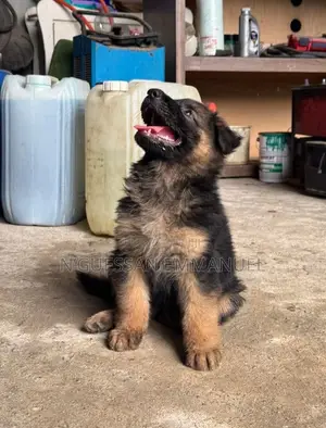 1-3 mois Homme Pure race German Shepherd
