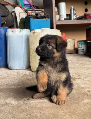1-3 mois Homme Pure race German Shepherd
