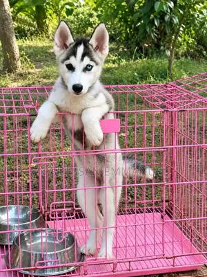 1-3 mois Homme Pure race Siberian Husky