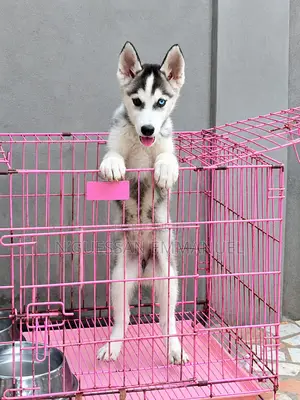 1-3 mois Homme Pure race Siberian Husky