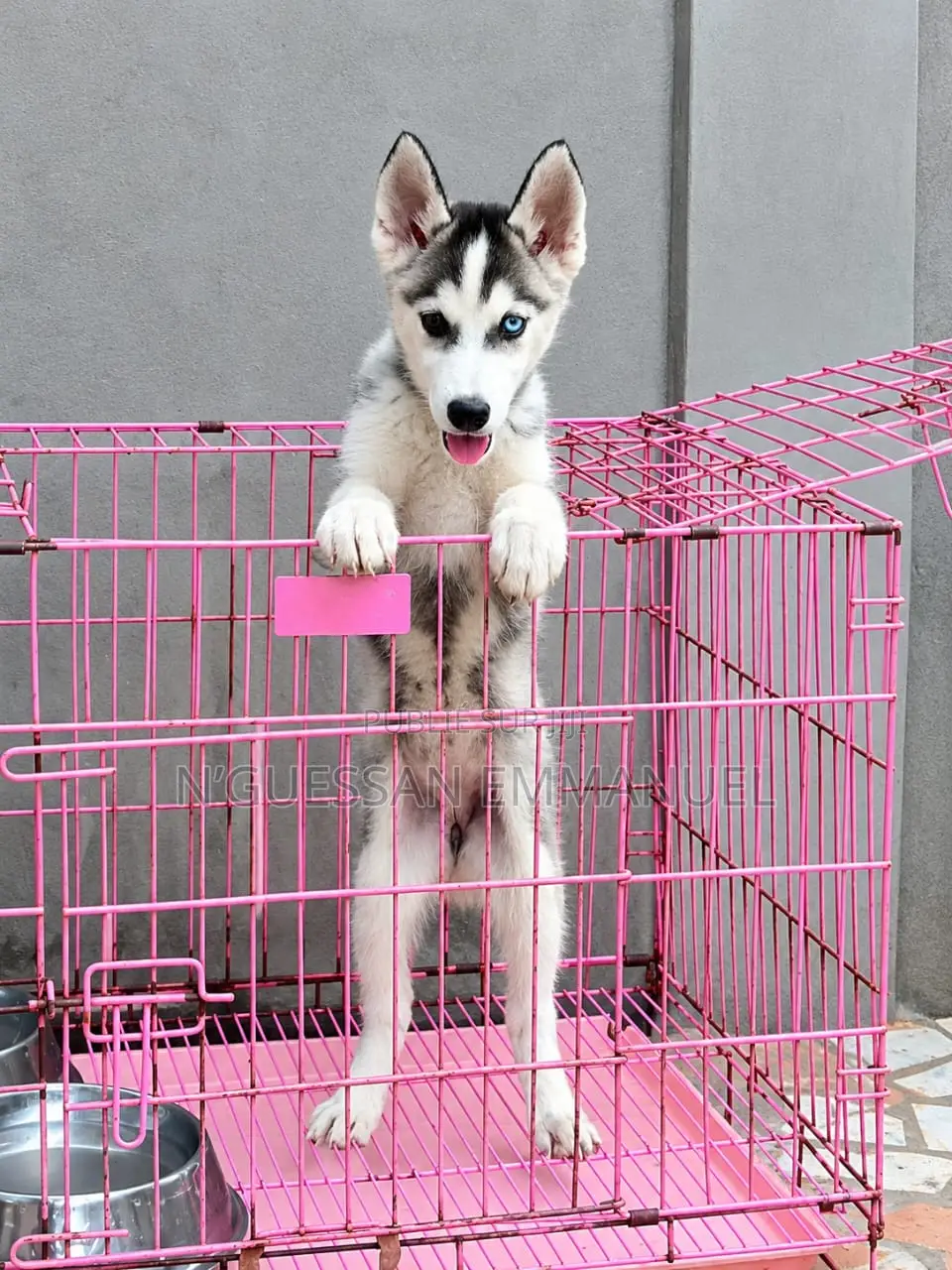 1-3 mois Homme Pure race Siberian Husky