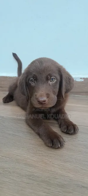 1-3 mois Homme Pure race Labrador Retriever
