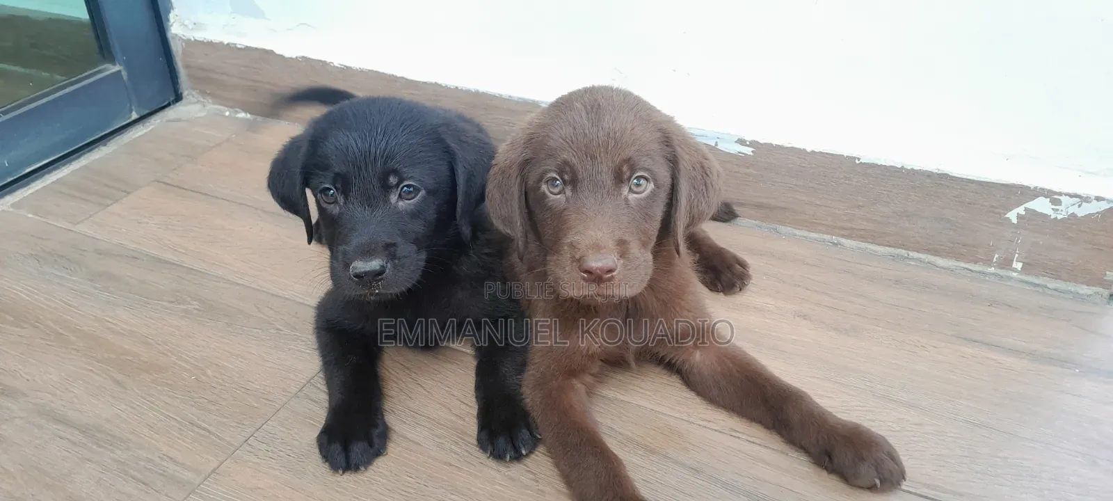 1-3 mois Homme Pure race Labrador Retriever