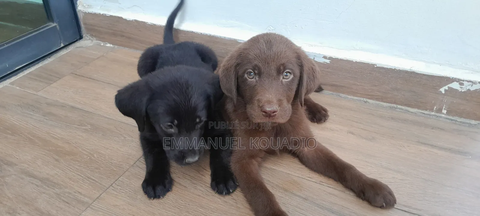 1-3 mois Homme Pure race Labrador Retriever