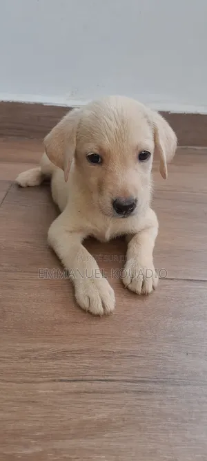 1-3 mois Homme Pure race Labrador Retriever