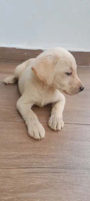 1-3 mois Homme Pure race Labrador Retriever