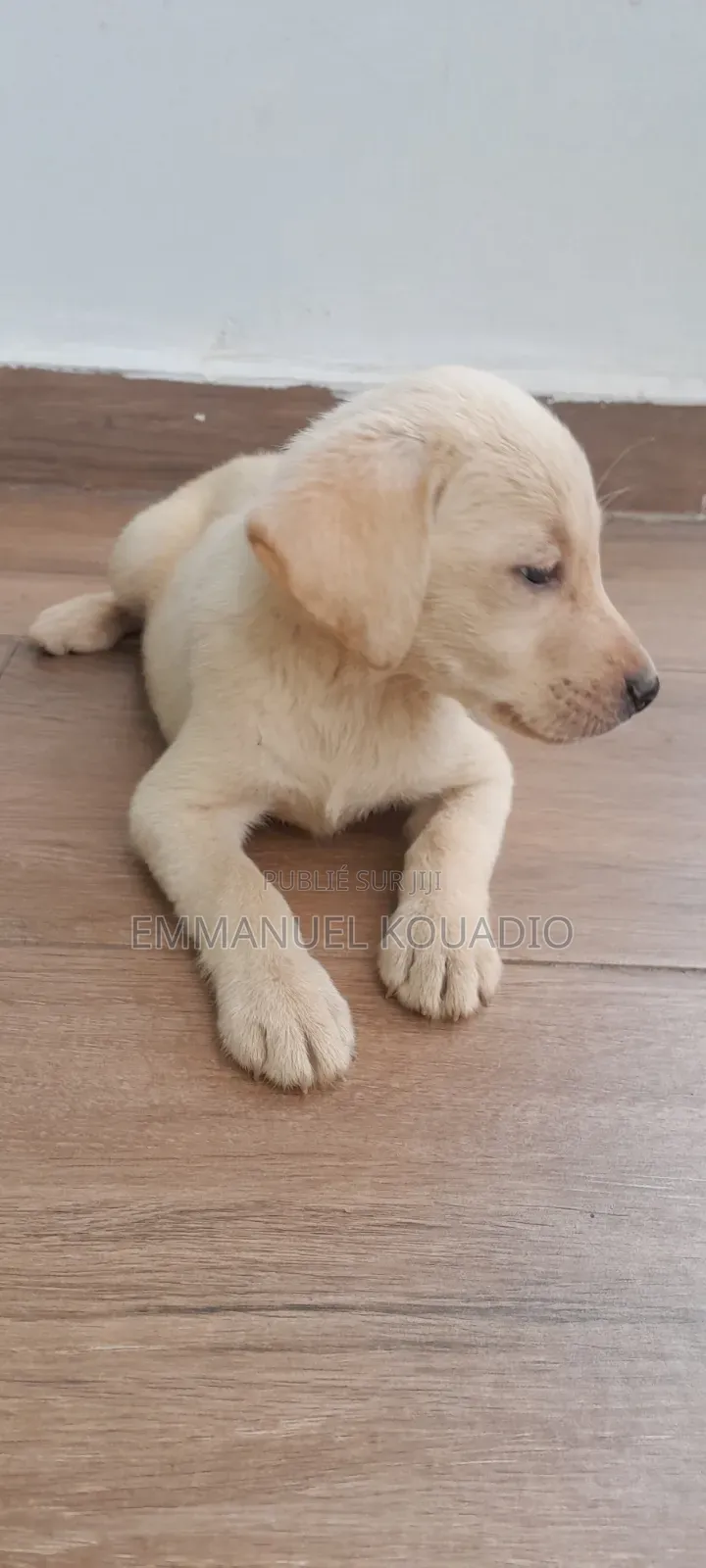 1-3 mois Homme Pure race Labrador Retriever