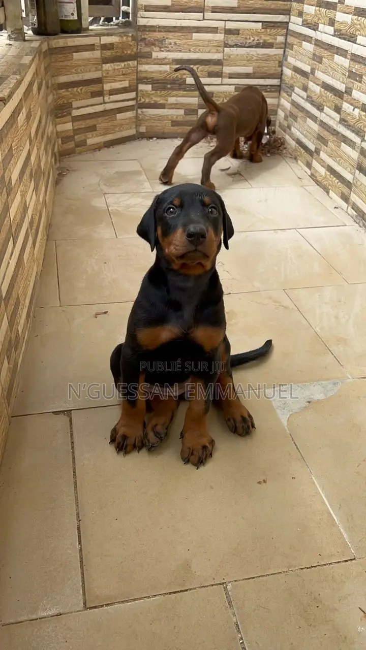 1-3 mois Homme Pure race Doberman Pinscher