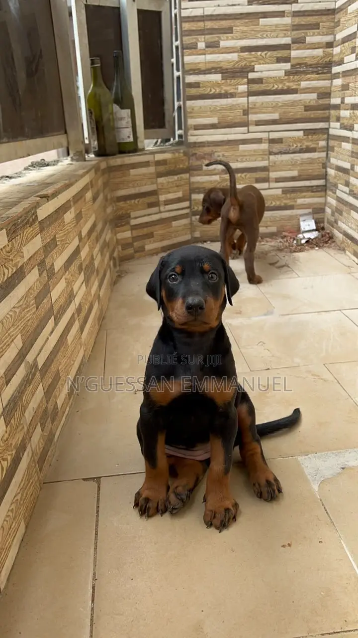 1-3 mois Homme Pure race Doberman Pinscher