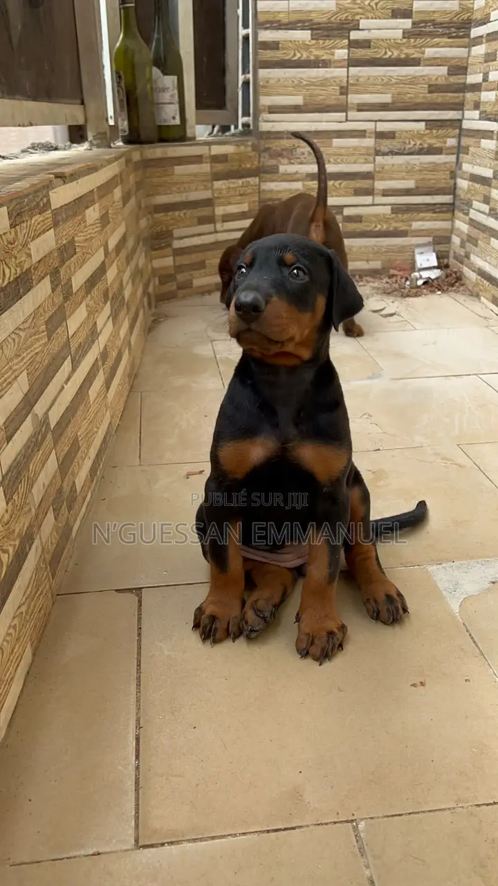 1-3 mois Homme Pure race Doberman Pinscher