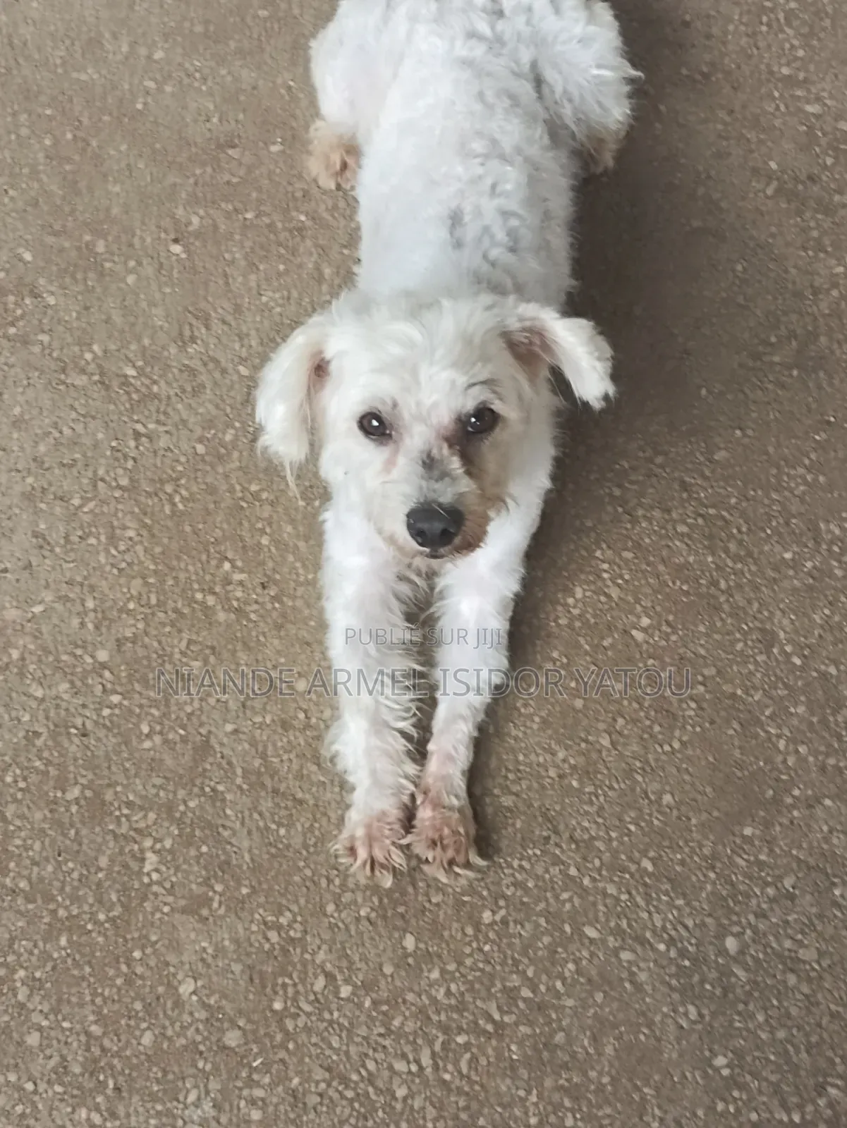 6 à 12 mois Homme Pure race Bichon Frise
