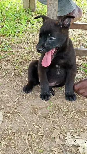 1-3 mois Homme Pure race Belgian Sheepdog