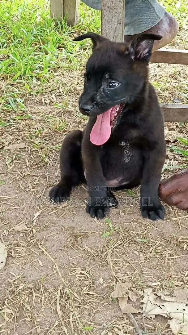 1-3 mois Homme Pure race Belgian Sheepdog