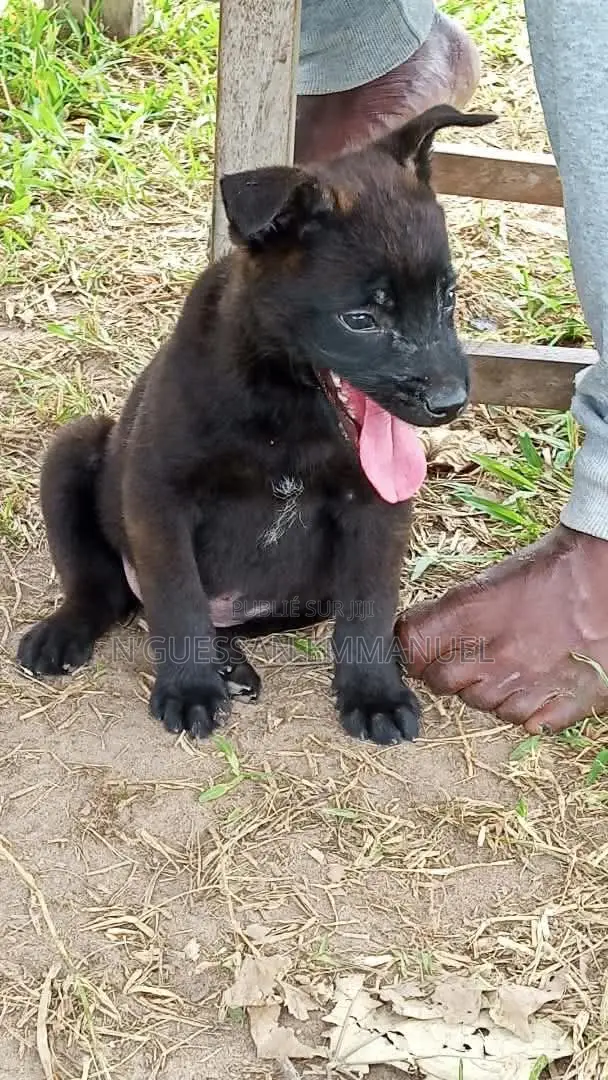 1-3 mois Homme Pure race Belgian Sheepdog