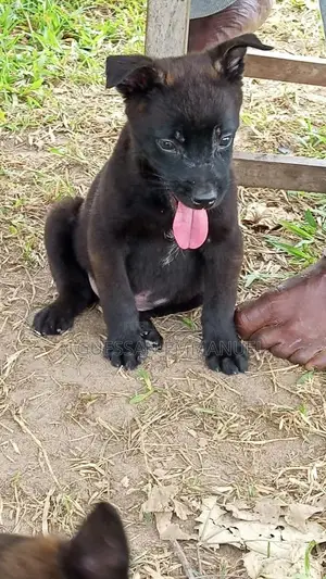 1-3 mois Homme Pure race Belgian Sheepdog
