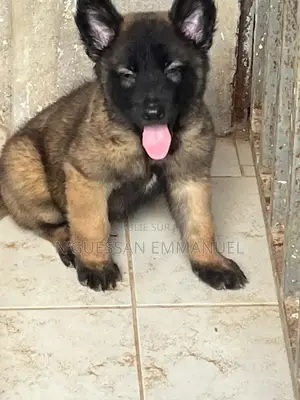 1-3 mois Homme Pure race Belgian Malinois