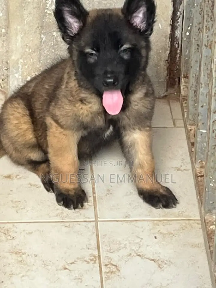 1-3 mois Homme Pure race Belgian Malinois