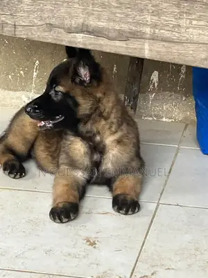 1-3 mois Homme Pure race Belgian Malinois