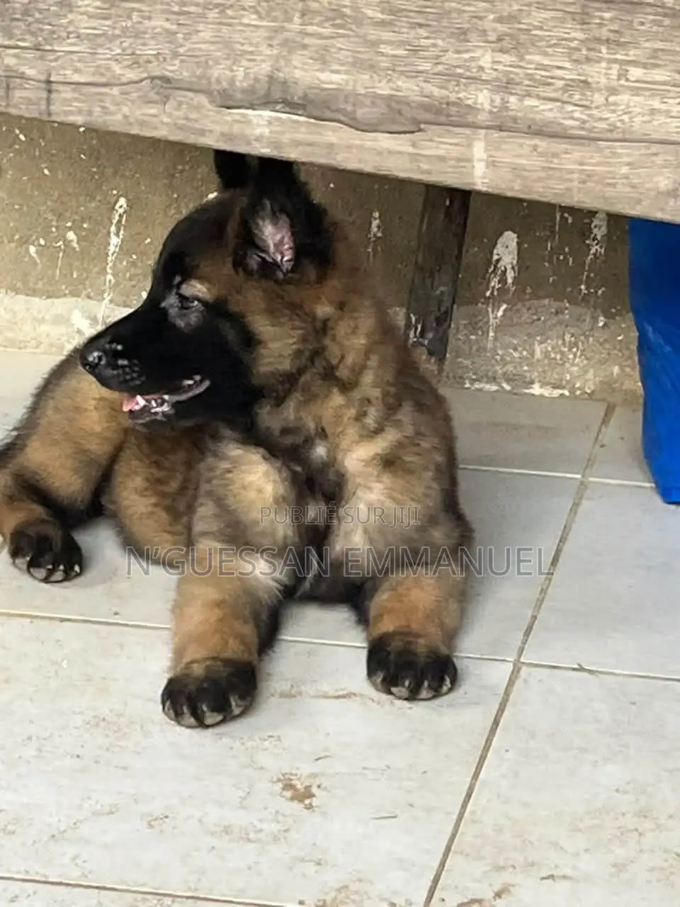 1-3 mois Homme Pure race Belgian Malinois