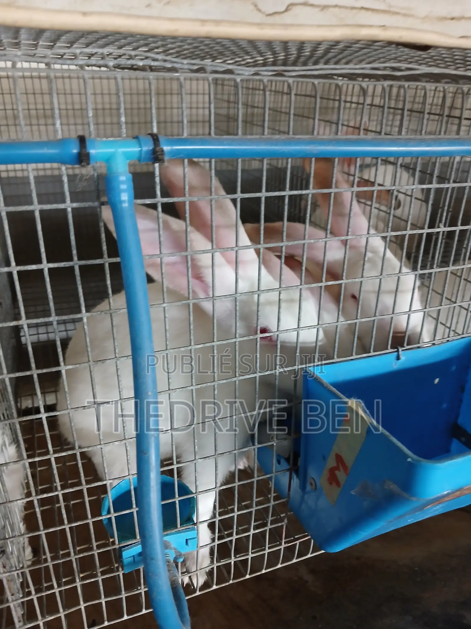 Vente De Lapins Descendants F2 Ps40 Et Hyplus Optima