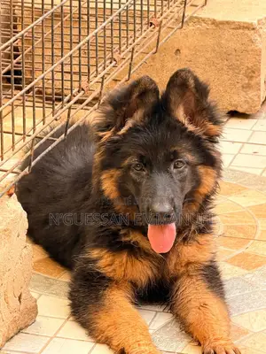 1-3 mois Homme Pure race Belgian Sheepdog