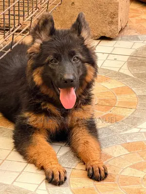 1-3 mois Homme Pure race Belgian Sheepdog