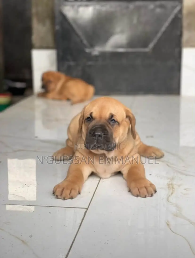 1-3 mois Homme Pure race Boerboel