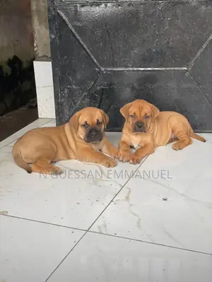 1-3 mois Homme Pure race Boerboel