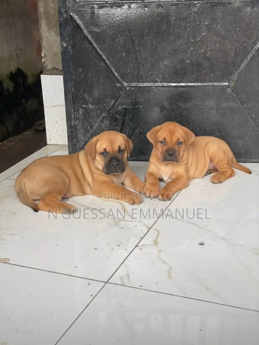 1-3 mois Homme Pure race Boerboel