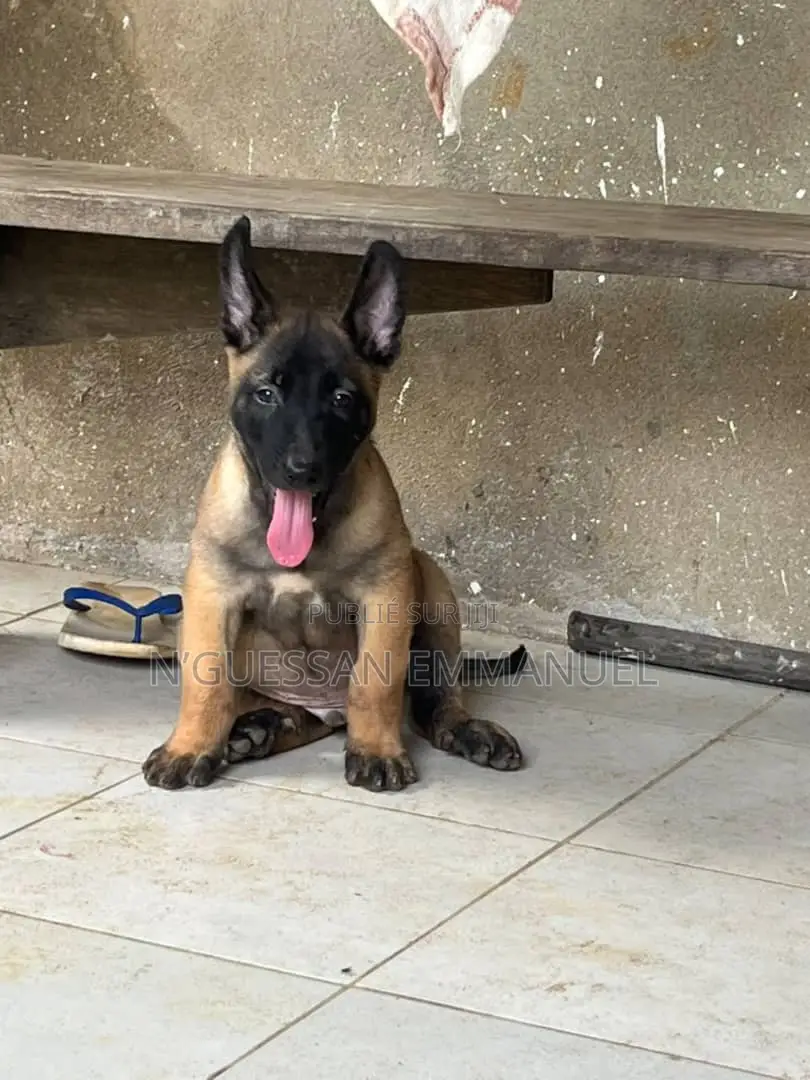 1-3 mois Homme Pure race Belgian Sheepdog