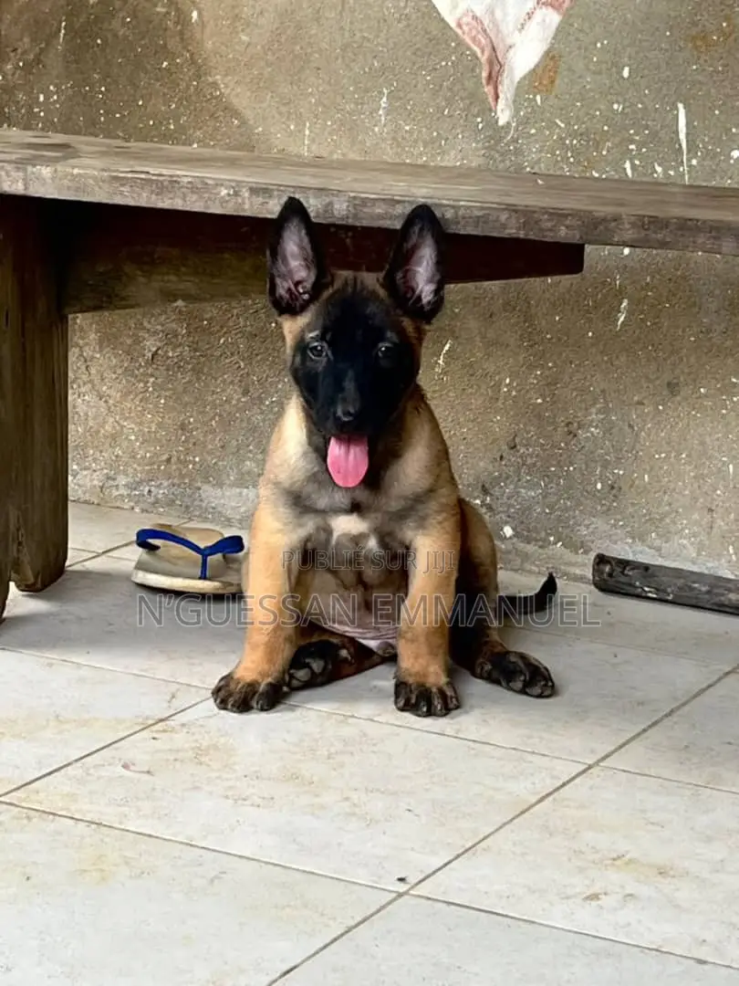1-3 mois Homme Pure race Belgian Sheepdog