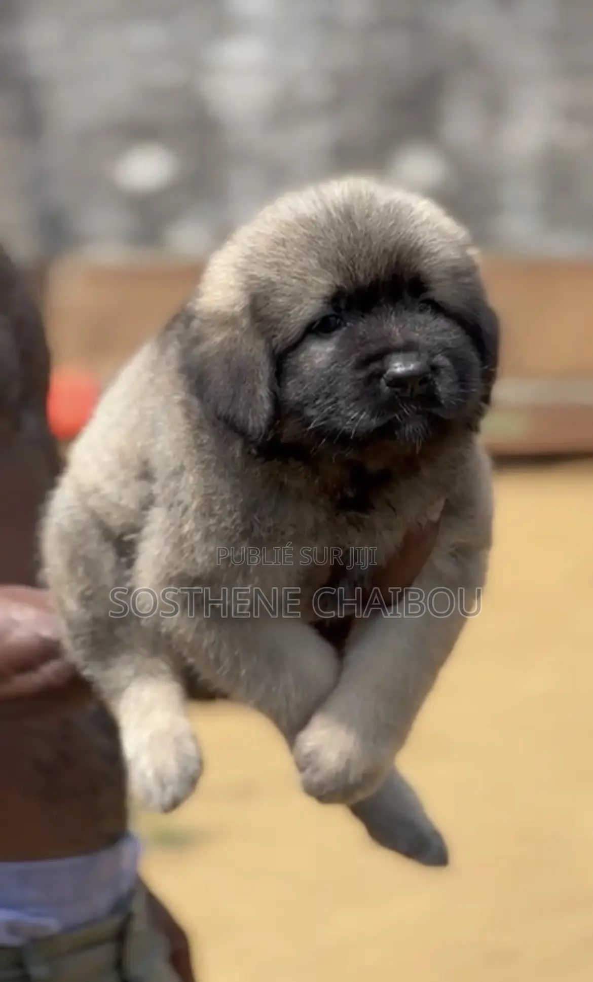 1-3 mois Femme Pure race Caucasian Shepherd