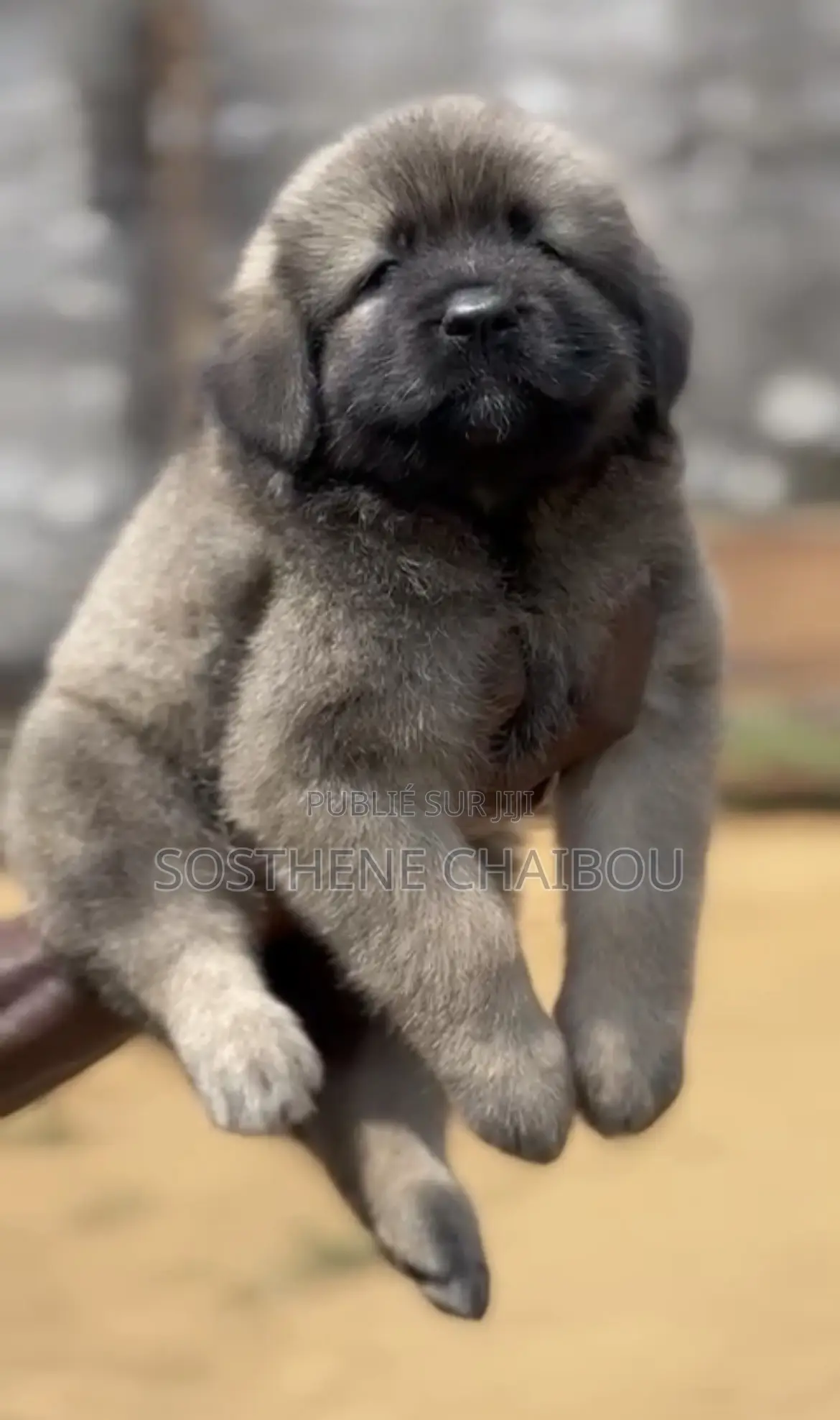 1-3 mois Femme Pure race Caucasian Shepherd