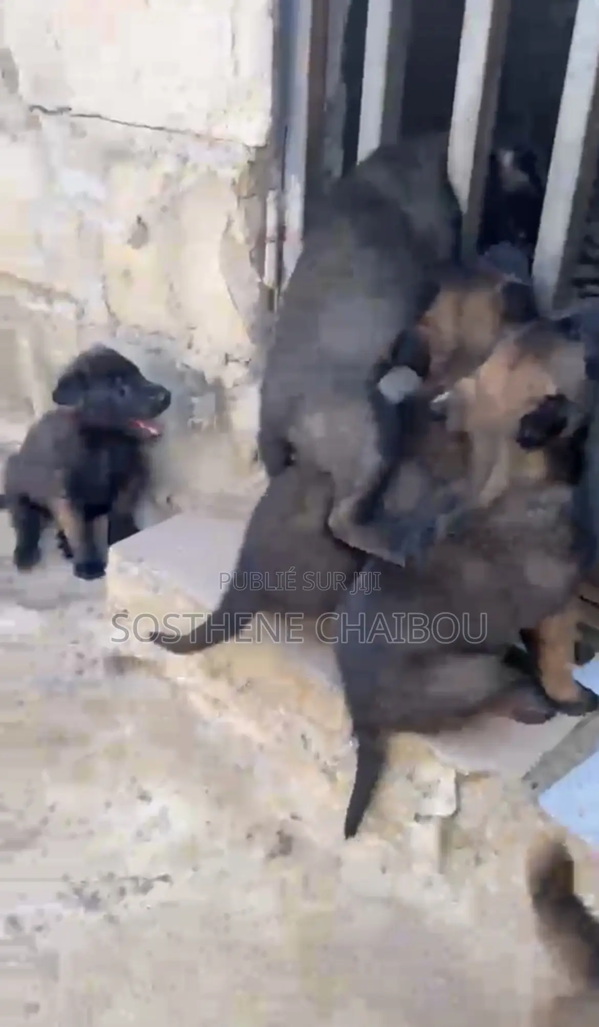 1-3 mois Homme Pure race Belgian Malinois
