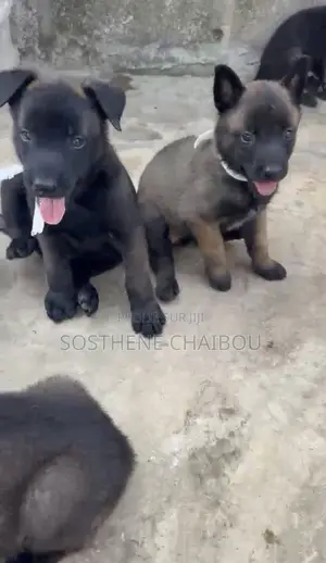1-3 mois Homme Pure race Belgian Malinois