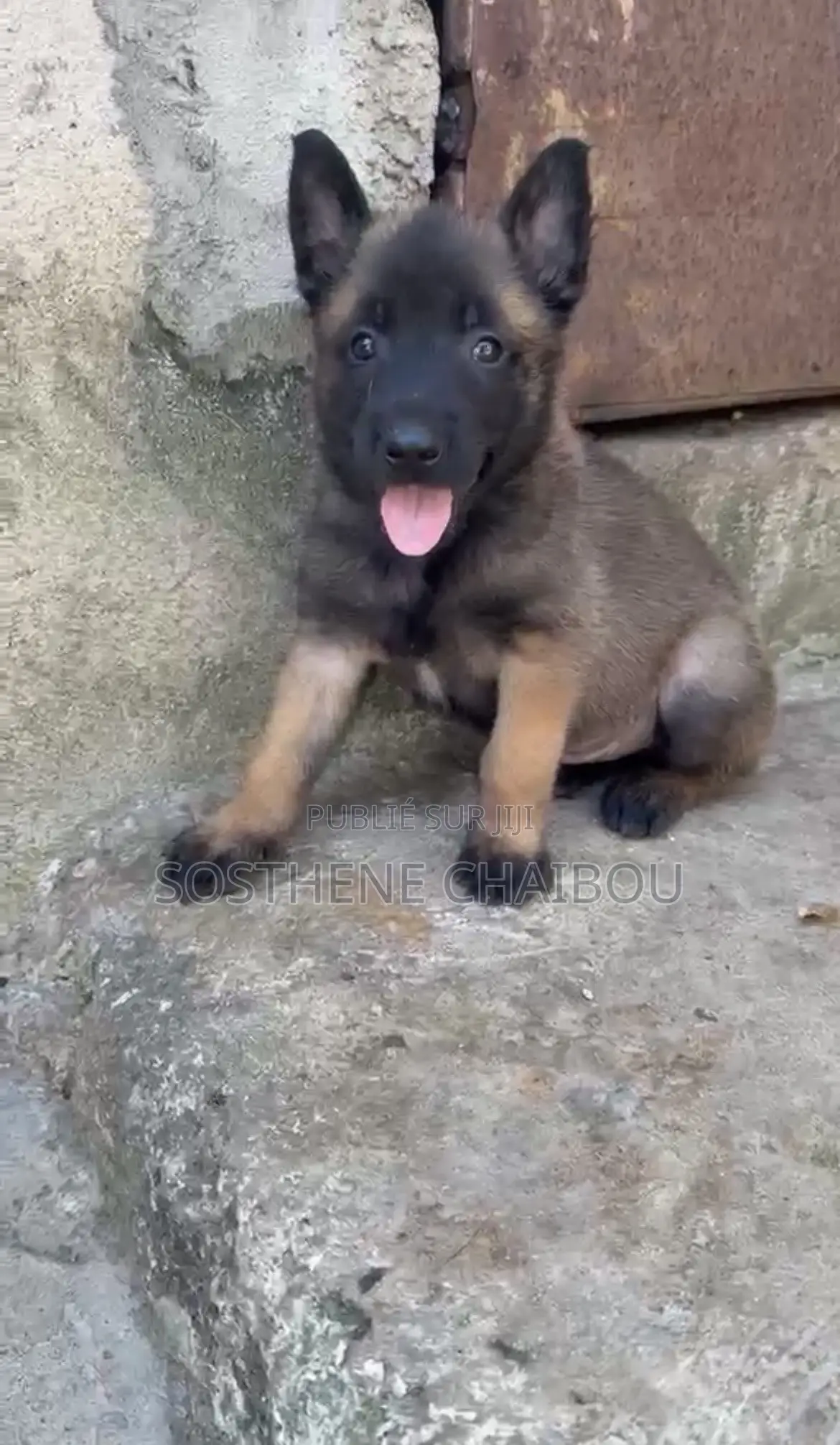 1-3 mois Homme Pure race Belgian Malinois