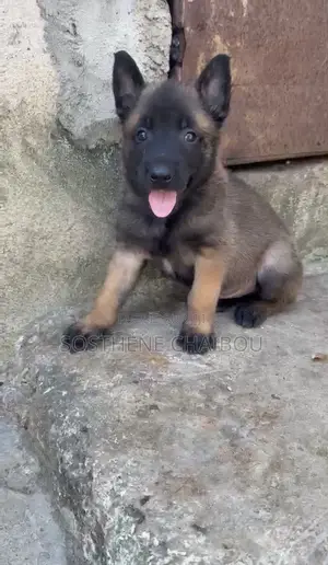 1-3 mois Homme Pure race Belgian Malinois