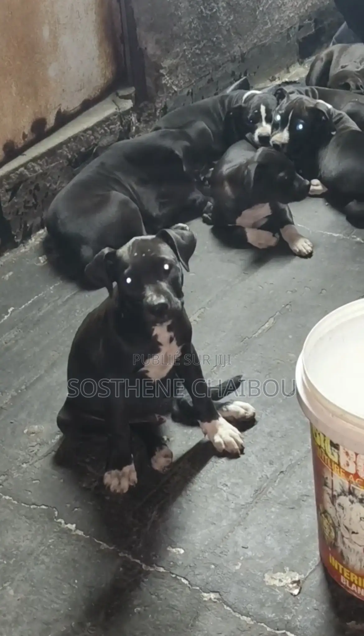 1-3 mois Homme Pure race American Pit Bull Terrier