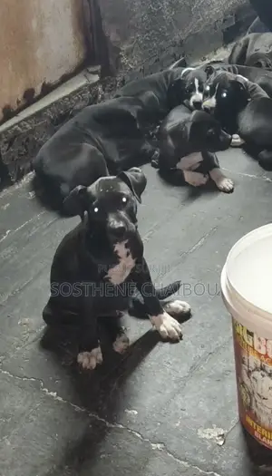 1-3 mois Homme Pure race American Pit Bull Terrier