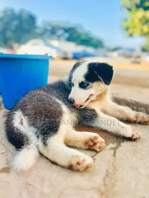 1-3 mois Homme Pure race Siberian Husky