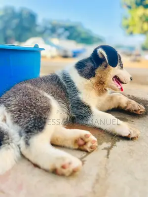 1-3 mois Homme Pure race Siberian Husky