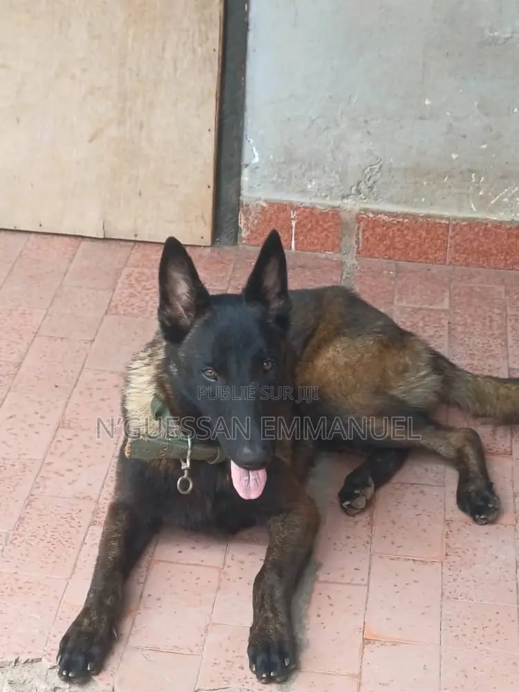 6 à 12 mois Homme Pure race Belgian Malinois