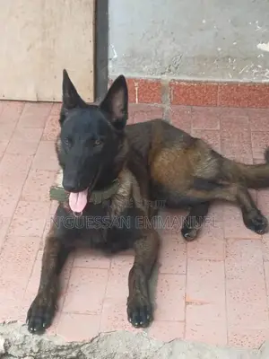 6 à 12 mois Homme Pure race Belgian Malinois