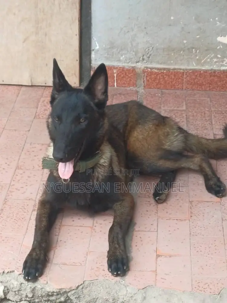 6 à 12 mois Homme Pure race Belgian Malinois