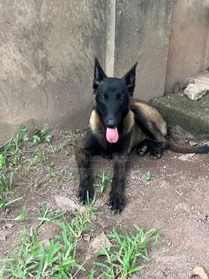 6 à 12 mois Homme Pure race Belgian Malinois