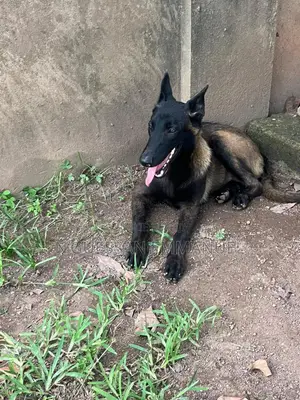 6 à 12 mois Homme Pure race Belgian Malinois