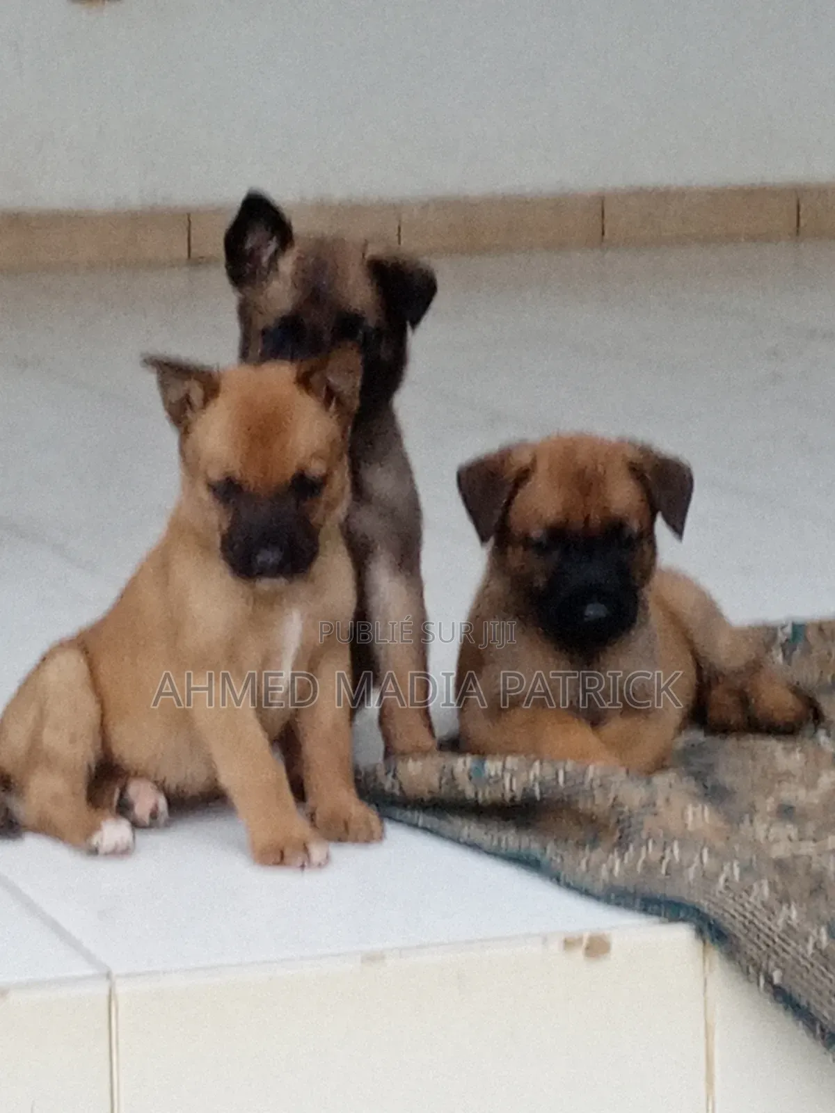 0-1 mois Femme Race mixte Belgian Malinois